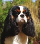 This name really expresses the essence of what we strive to breed: happy and healthy little companions with the charm and grace of the Cavalier KCS.