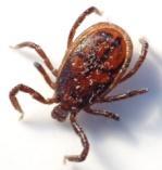 Arachnids include spiders, scorpions, daddy long legs and mites. Ticks climb up plants and catch on to people, dogs or other animals that brush past.