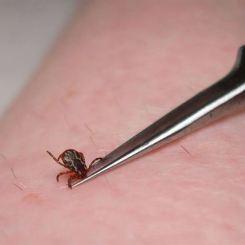 Children should immediately ask an adult to remove a tick if they find one attached.