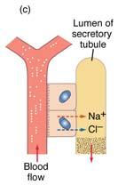 pump in basolateral membrane -generates gradient for Na+ by which Na + /2Cl - /K +