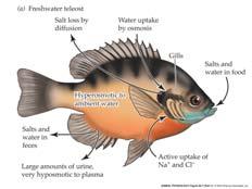 27 28 Amblyrhynchus cristatus Fish Gills Chloride cells involved in osmoregulation