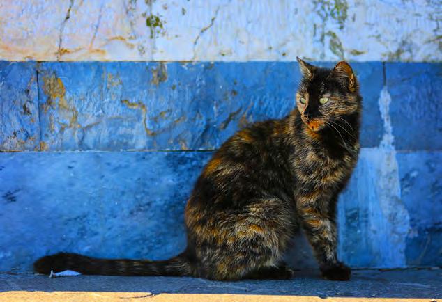 Living alongside cats The domestic cat exists in a wide range of habitats across the world, is highly adaptable and can reproduce prolifically. Cats and people coexist in most of these places.