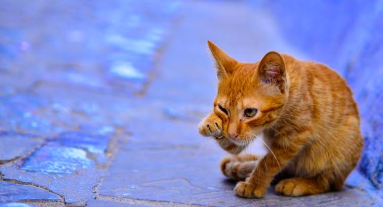 Responsibility of NGOs or individuals undertaking cat welfare work including population management Non-governmental organisations (NGOs) may undertake both trap, neuter, vaccination and return (TNVR)
