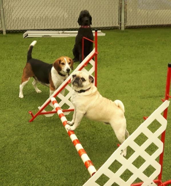 Doggie Daycare Added Services Want to pamper your pooch?