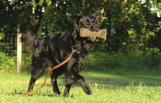 Municipal Practices: how are off leash opportunities provided in some other municipalities?