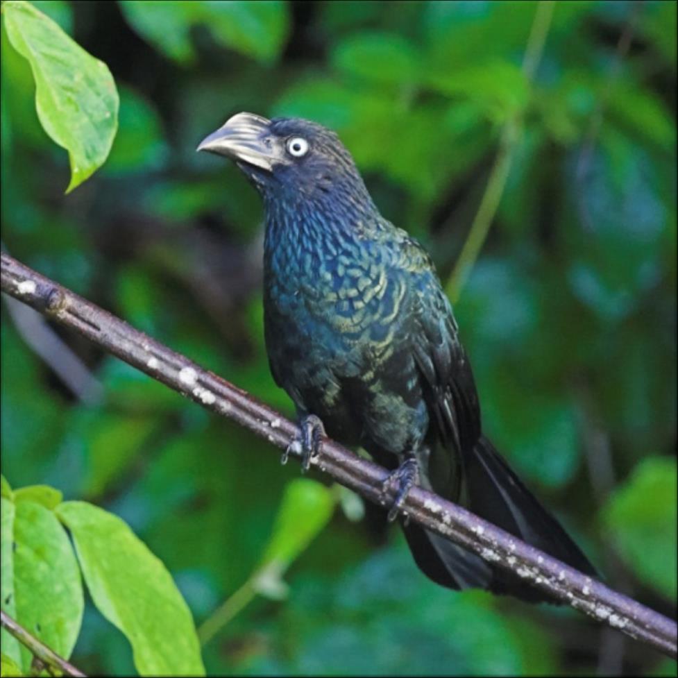 Crotophaga major (Greater Ani) Family: Cuculidae (Cuckoos and Anis) Order: Cuculiformes (Cuckoos, Anis and Turacos) Class: Aves (Birds) Fig. 1. Greater ani, Crotophaga major. [http://www.birdforum.