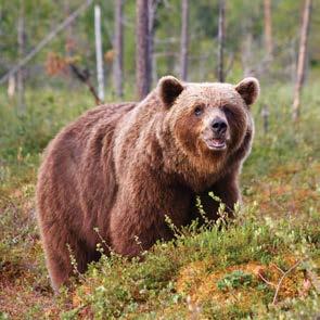 Linnaeus developed a way to name plants and animals so that each living thing would have a unique one-of-a-kind name, and it s still used today! URSIDAE The bear family URSUS U. arctos U.