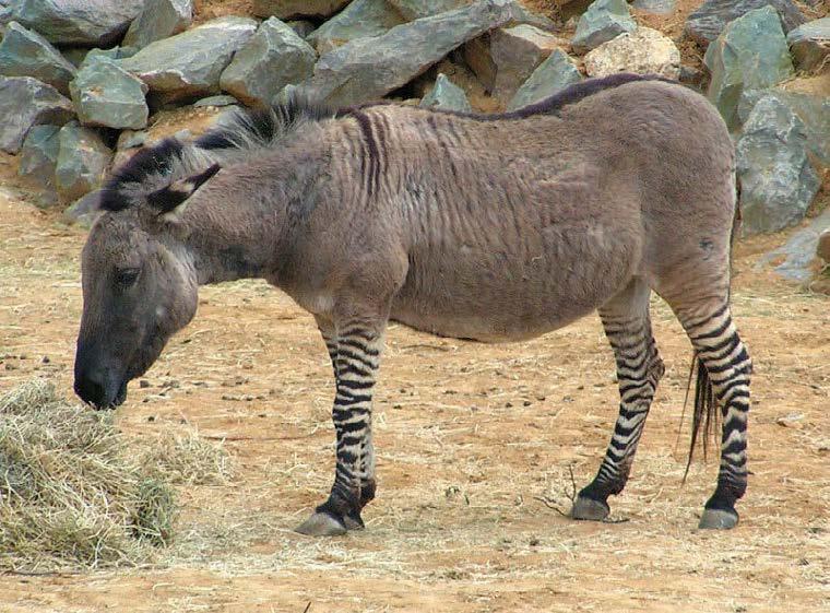 ZEBRA + DONKEY = ZONKEY Creation researchers have found that kind is often at the level of family in the modern way we classify animals.