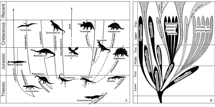 58 Max C. Langer and others Fig. 2. Schemes of archosaur evolution depicting a polyphyletic Dinosauria. (A) Modified from Krebs (1974). (B) After Thulborn (1975).