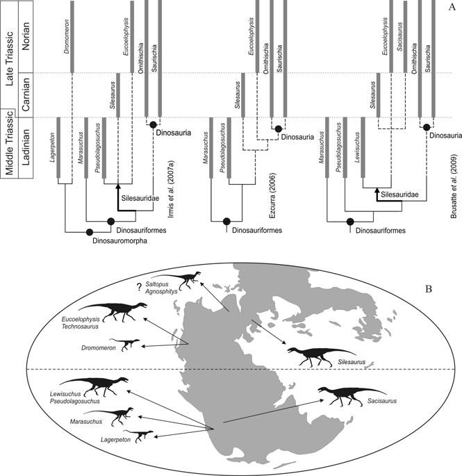 60 Max C. Langer and others Fig. 3. Time-calibrated phylogenies and distribution of non-dinosaur Dinosauromorpha.