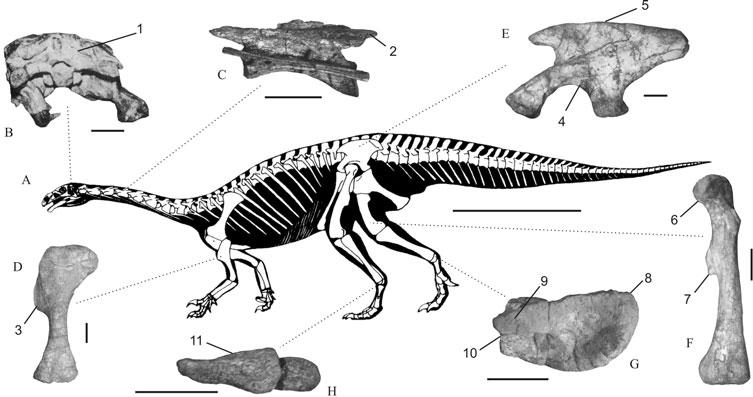 62 Max C. Langer and others Fig. 5. The dinosaur Plateosaurus engelhardti. (A) Skeletal reconstruction (from Yates, 2003a), with indications of the better known apomorphic traits of Dinosauria.