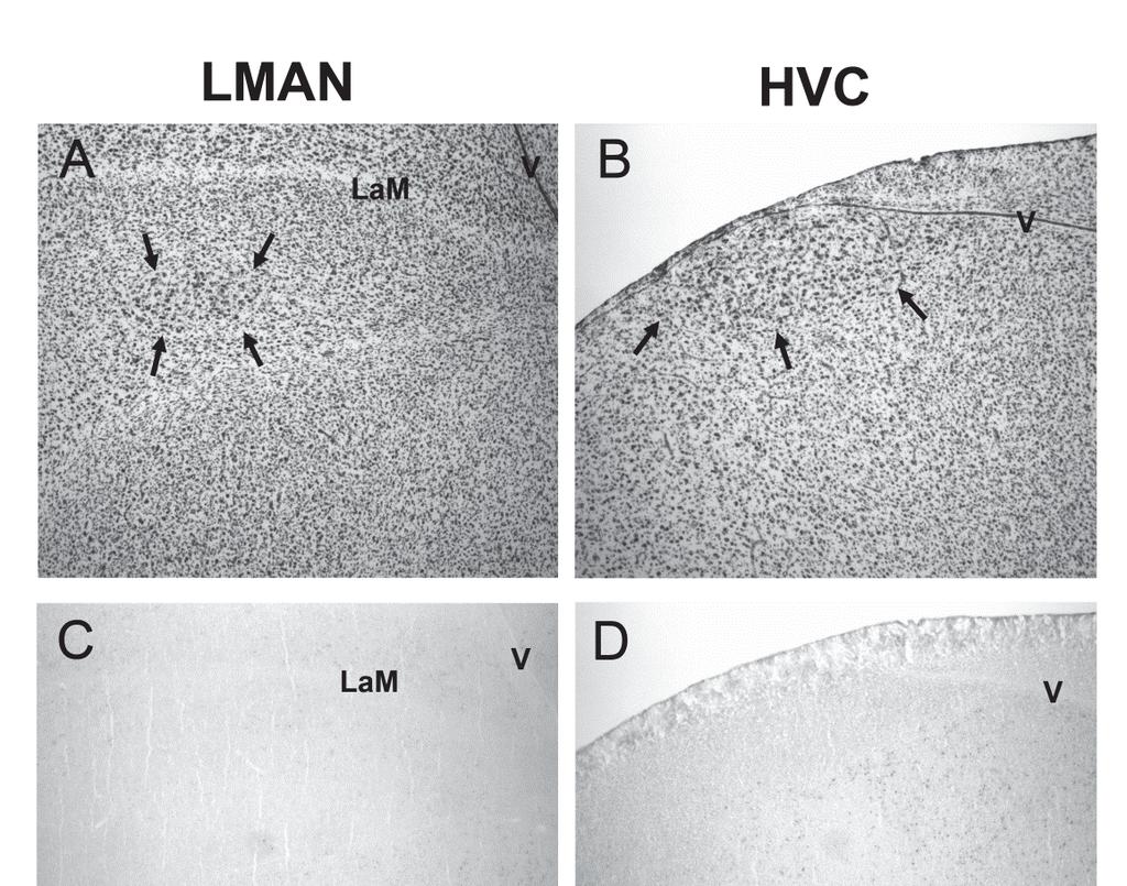 Figure 7. Relative absence of ZENK expressing cells in LMAN and HVC.