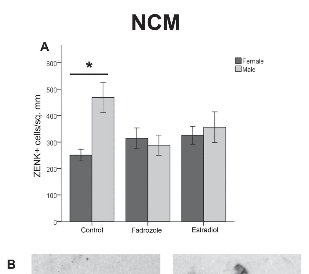 Figure 13. ZENK expression in the NCM of males and females across hormone manipulations. Panel A depicts the density of cells (mean ± SEM) across the three treatment groups.