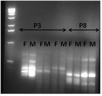 87 Figure 3.1. Gel showing amplified bands using differential display reverse transcription (DDRT) PCR in P3 (n=2 per sex; first six lanes) and P8 (remaining four lanes; n=2 per sex).