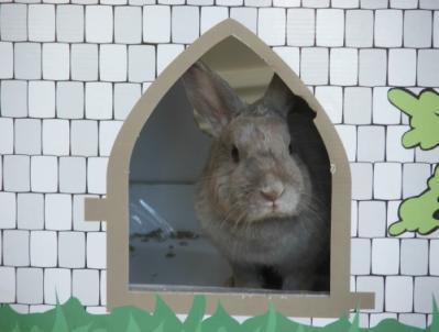 Space Rabbits value space and an RSPCA-funded study at the University of Lincoln revealed that rabbits are greatly