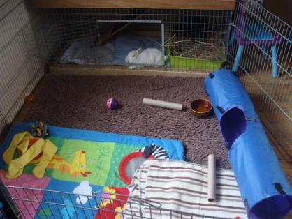 What we place in our rabbit's living space and how we lay it out makes a huge difference to their physical and mental well-being (i.e. the quality and well as the quantity of space is important).