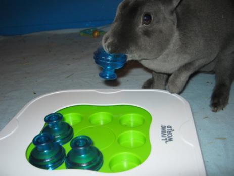 There are plenty of outlets that sell rabbit friendly toys but cheap/free ones are often just as effective such as: Solid plastic baby toys such as 'key rings', rattles and stacking cups (ensure