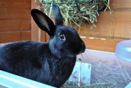 Foraging Rabbits in the wild naturally spend hours searching for food to eat. Foraging for food is a great way of keeping your rabbit entertained and relieving their boredom.