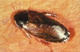 Figure 5. Surinam cockroach. (Photo by Jim Castner, used by permission of the University of Florida Entomology and Nematology Department.) where they can become very numerous in lawns.