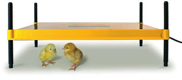5. Chick brooders Once chicks have dried out they need to be removed from the incubator but still kept warm.