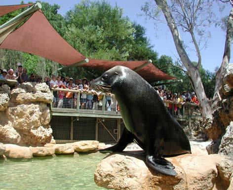 Water animals - Australian Sealions You can watch the sealions being fed each day at 11:45am. Sealions are mammals.