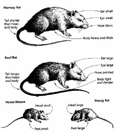 53 Mice can jump upward at least 12 inches from the ground. Mice can fit through any opening ¼ inch in diameter.