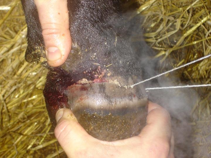 prolapse or after a difficult lambing together with intravenous injection of a NSAID, and an appropriate antibiotic. The same sheep featured above after an extradural injection and NSAID therapy.