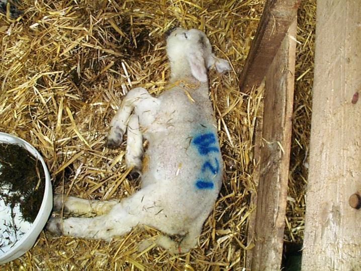 surgical procedures such as a caesarean operation in this pedigree Texel ewe.