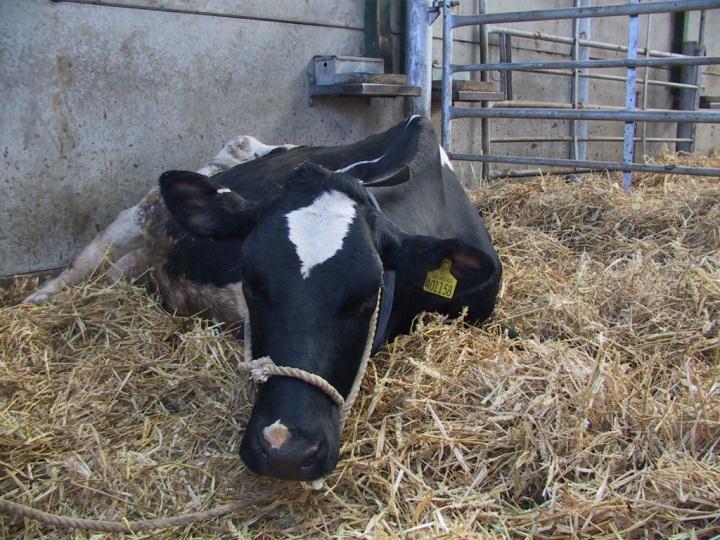 causes of pain can arise from the housing conditions in which we keep our stock, particularly dairy cattle.