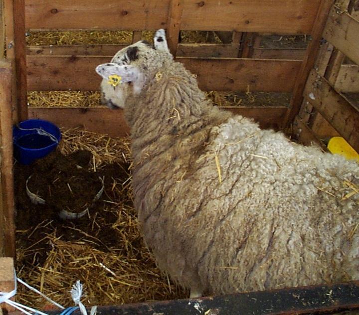Excellent care following an assisted lambing. The ewe is confined in a deep straw pen with clean water and fresh food. Treatment included antibiotics plus NSAID.