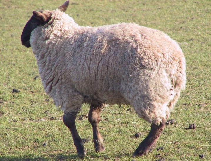 Severe joint lesions causing chronic lameness this sheep has been neglected for several weeks/months.