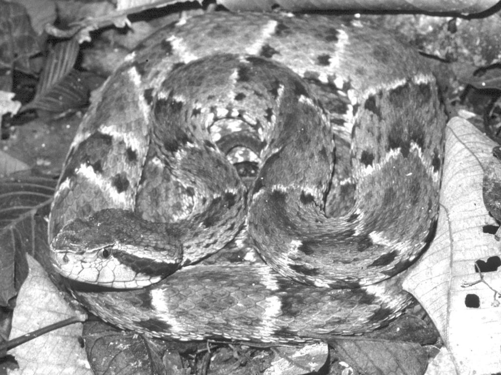 104 Herpetological Natural History, Vol. 8(2), 2001 A B Figure 2. (A) Active individual of Bothrops atrox (adult female, total length ca. 1500 mm).