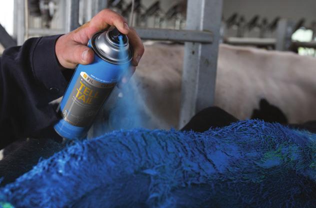 INSEMINATION 1. Paint all cows with RED tail paint approximately 3 weeks after calving.