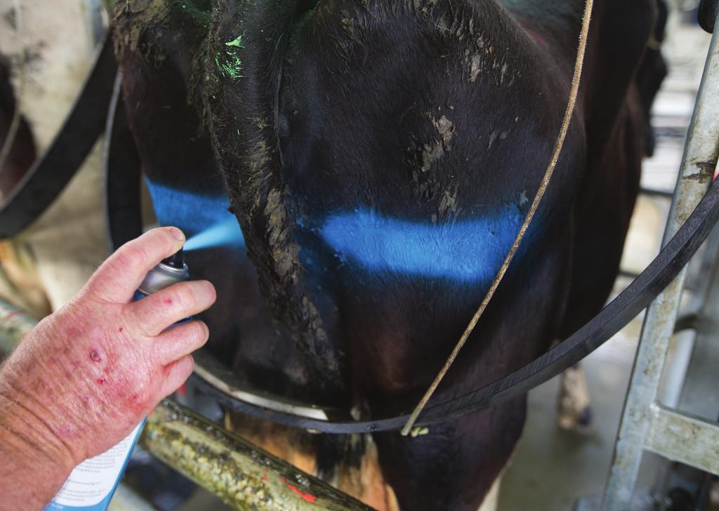 Multi-purpose Animal Markers Easily manage your herd by clearly marking individual cows.