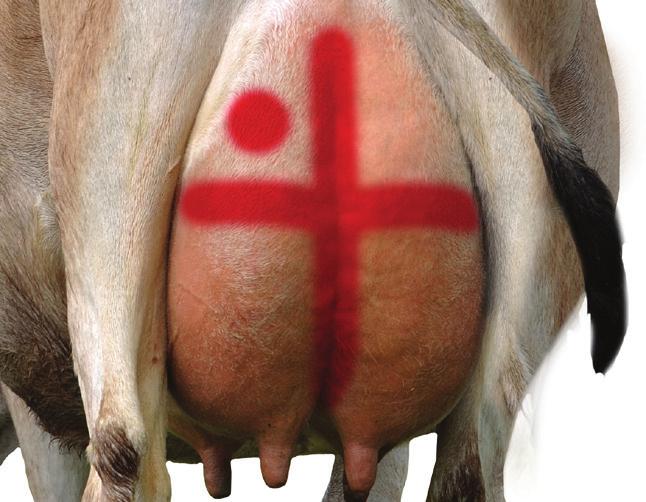 How to Mark Treatments? Quarters Using Red Udder Mark, create a cross with a dot to indicate the quarter(s) that is under treatment.