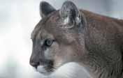 2.5 Cougar (Puma concolor: ssp: oregonensis, missoulensis, vancouverenis) Appearance and Size In British Columbia, the average adult male weighs about 46 kg and the average