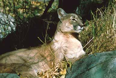 One black cougar was reported several years ago in the North Okanagan area, while white or very light-coloured cougar are infrequently reported.