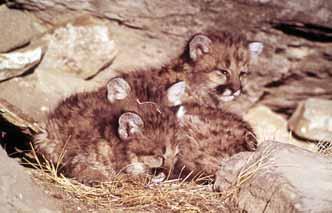 Breeding takes place at any time of the year, and one to six kittens are born after a gestation period of about 3 months.