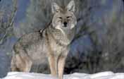 2.6 Coyote (Canis Iatrans Say: ssp: incolatus, lestes) Appearance and Size Coyote fur is generally a tawny grey, darker on the hind part of the back where the blacktipped hair becomes wavy.