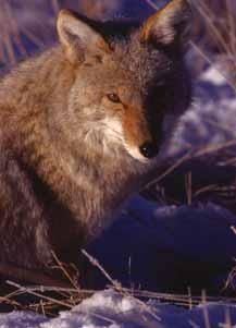 Unlike most dogs, the top of the muzzle on (Stock Photo) coyotes forms an almost continuous line with the forehead.