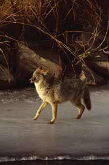 Abundance and Distribution The coyote is one of the few mammals whose range is increasing, despite extensive persecution by people.