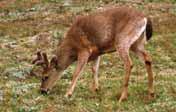 2.7 Mule and Black-tailed Deer (Odocoileus hemionus: ssp: columbianus, hemionus, sitkensis) Appearance and Size Mule Deer have a reddish brown coat that changes from tawny brown in summer to dark or