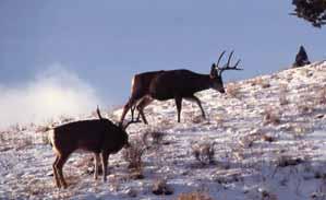 Abundance and Distribution Except for the rut, most Black-tailed and Mule deer tend to travel alone or in small groups.