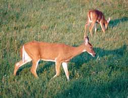 Mature, White-tailed Deer stand about 90 cm tall at the shoulder. Adult males, or bucks typically weigh 68 kg to 102 kg. Adult females, or does weigh 45 kg to 73 kg.