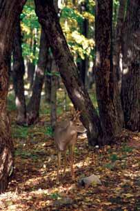 Abundance and Distribution In good years, White-tailed Deer numbers may exceed 65,000 in British Columbia.