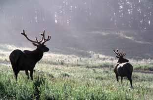 Roosevelt Elk and Rocky Mountain Elk look quite similar but Roosevelt Elk are slightly larger and (Photo: Dave Dickson, ICBC) darker.