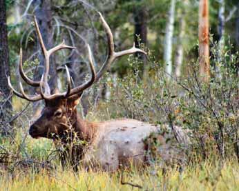 (Photo: BC Parks) Life History Elk are social animals.