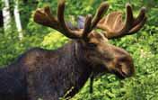 2.10 Alaskan Moose, Northwestern Moose and Shiras Moose (Alces alces: ssp: andersoni, gigas, shirasi) Appearance and Size All three moose subspecies found in British Columbia are similar in