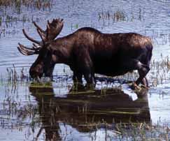Abundance and Distribution Moose are one of the most widely distributed ungulates in British Columbia.
