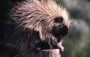 2.11 Porcupine (Erethizon dorsatum: ssp: myops, nigrescens) Appearance and Size Porcupines have a short, stocky body. They have a short, blunt-nosed face with small eyes.